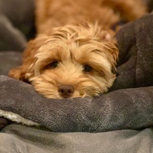 Meet your Posher, Posh